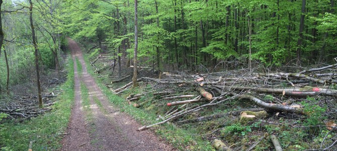 Bürger melden massiven Holzeinschlag am Allenberg während äußerst sensibler Brutzeit